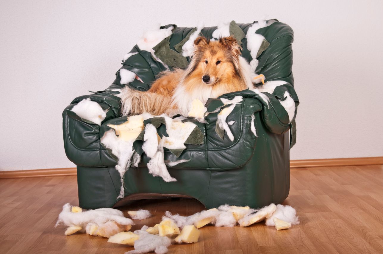 Collie dog lying on destroyed leather armchair.