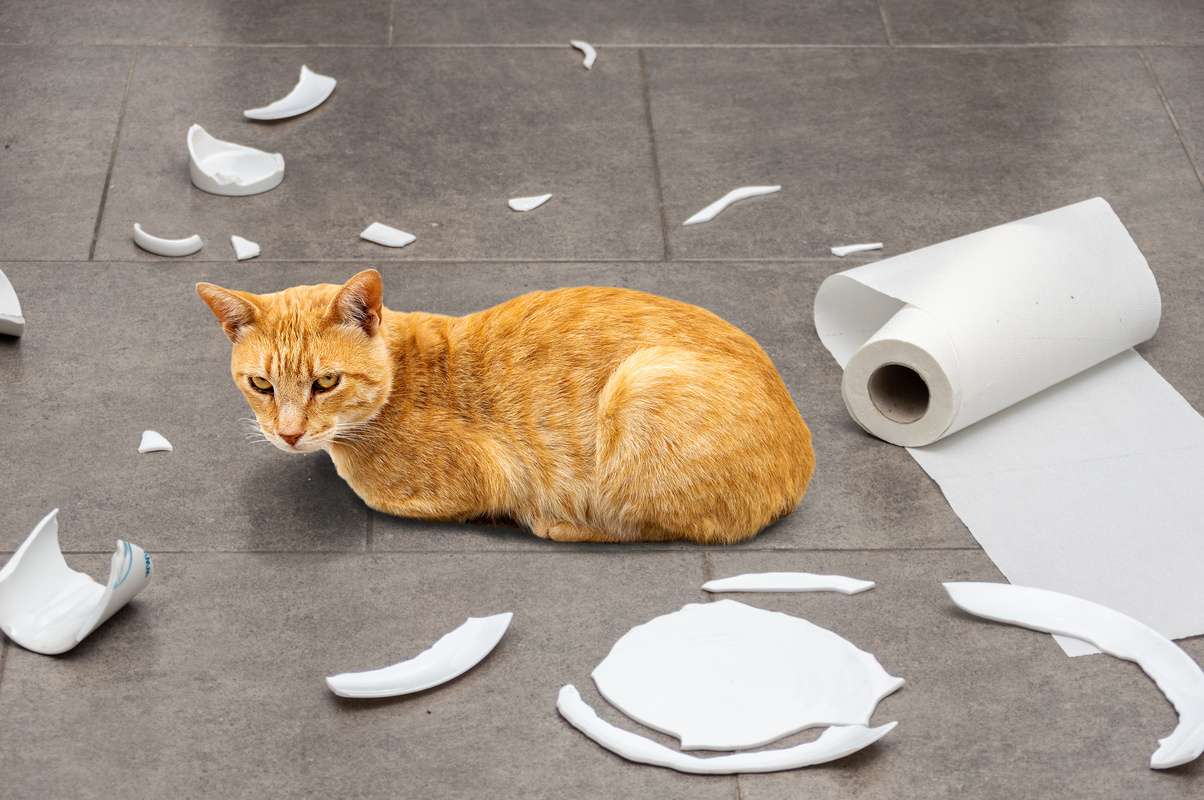 Naughty cat sitting in the middle of mess