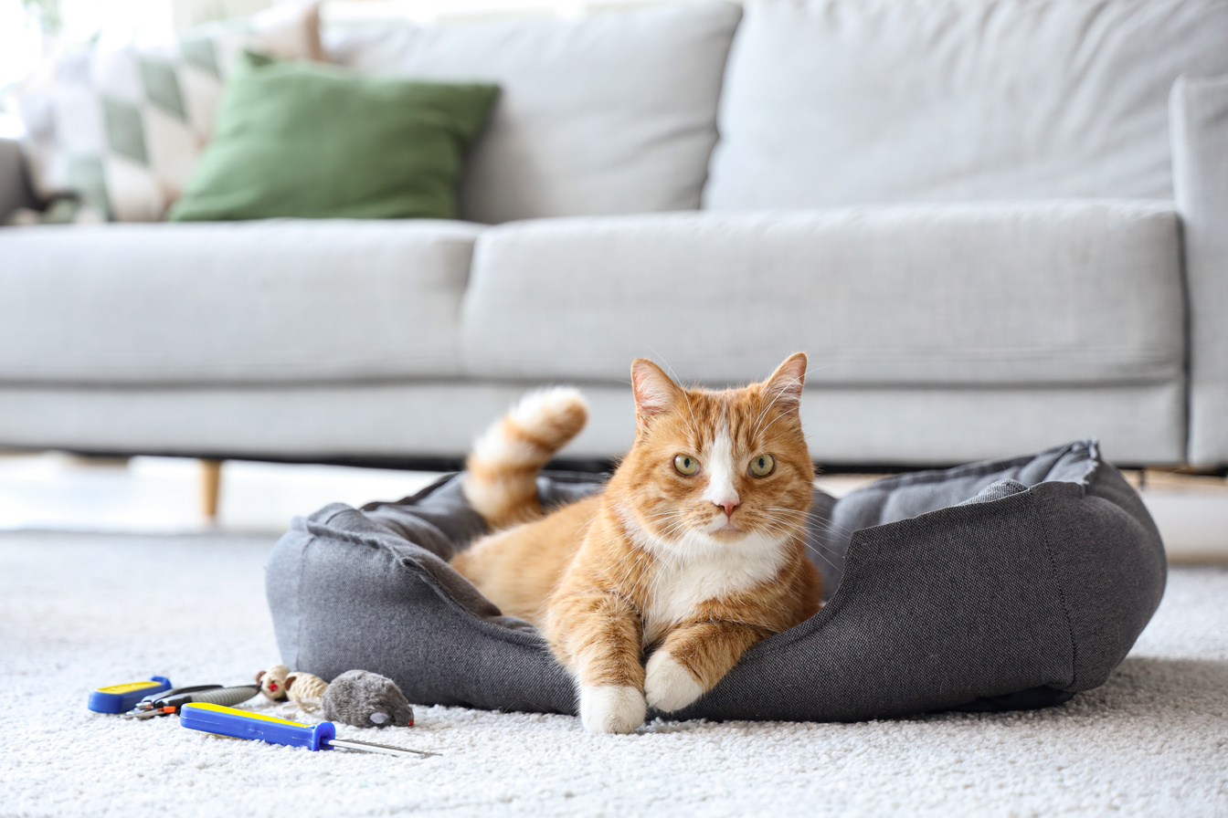 Cute Cat with Pet Accessories Lying in Pet Bed at Home