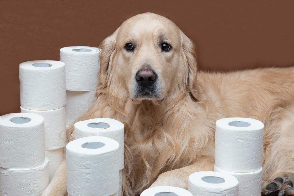 Toilet paper and dog