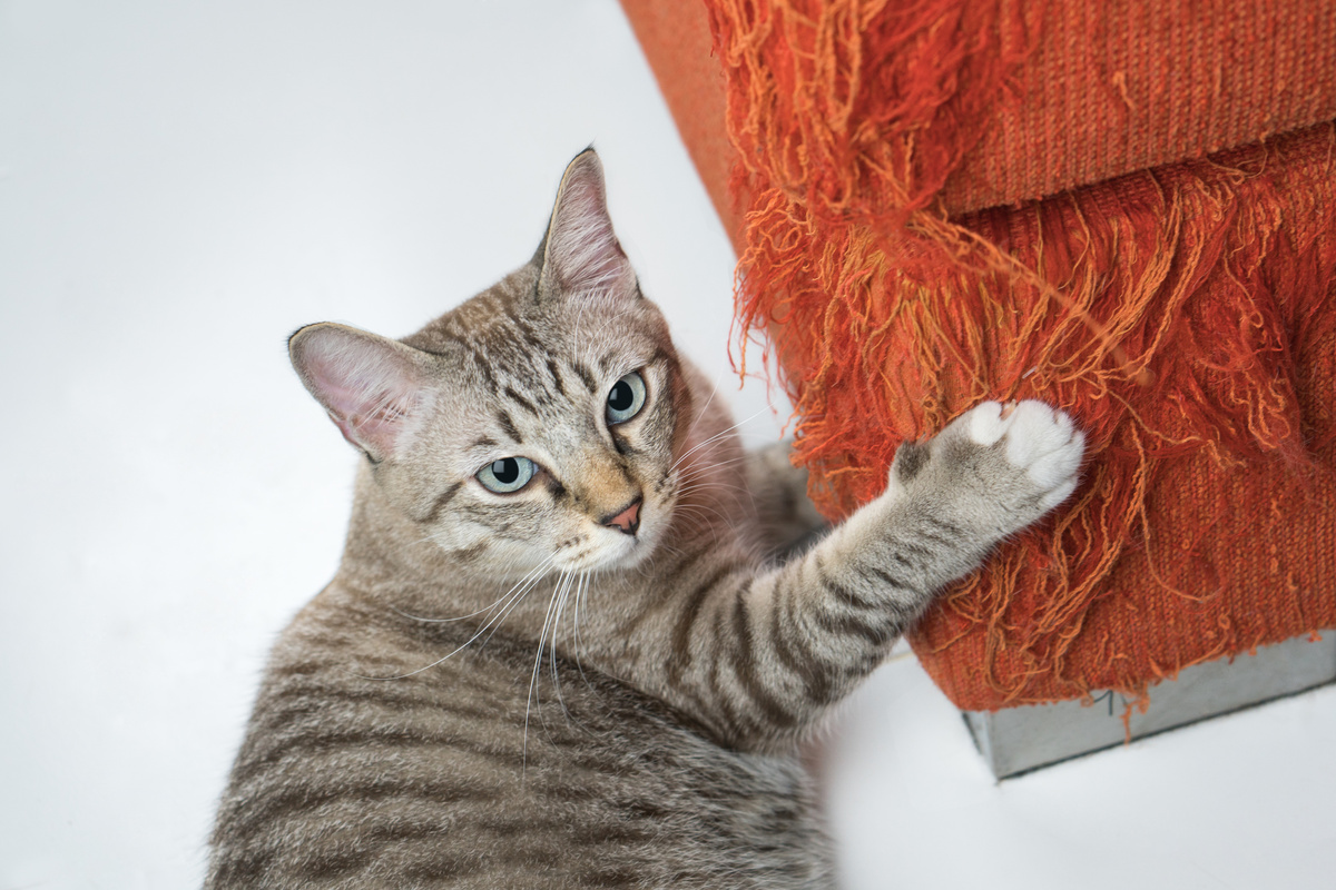 The cat is scratching the sofa in the home.