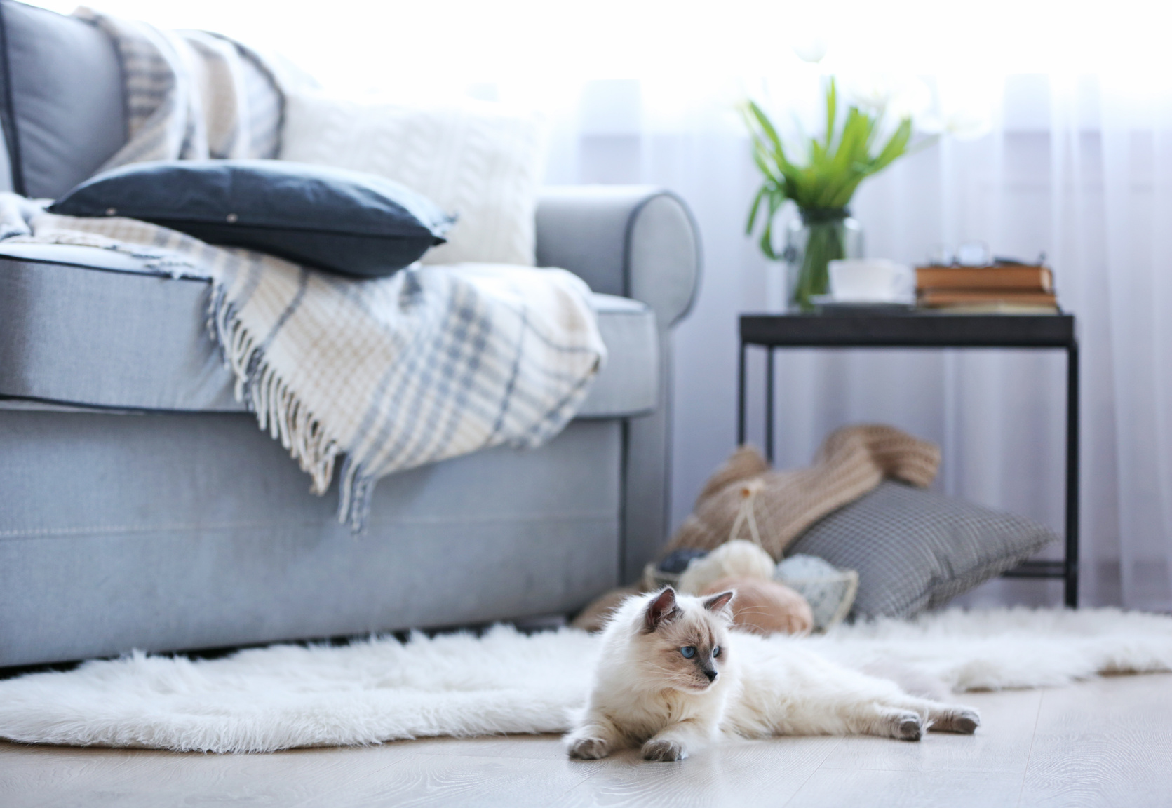 Cat Lying on the Floor in the Living Room