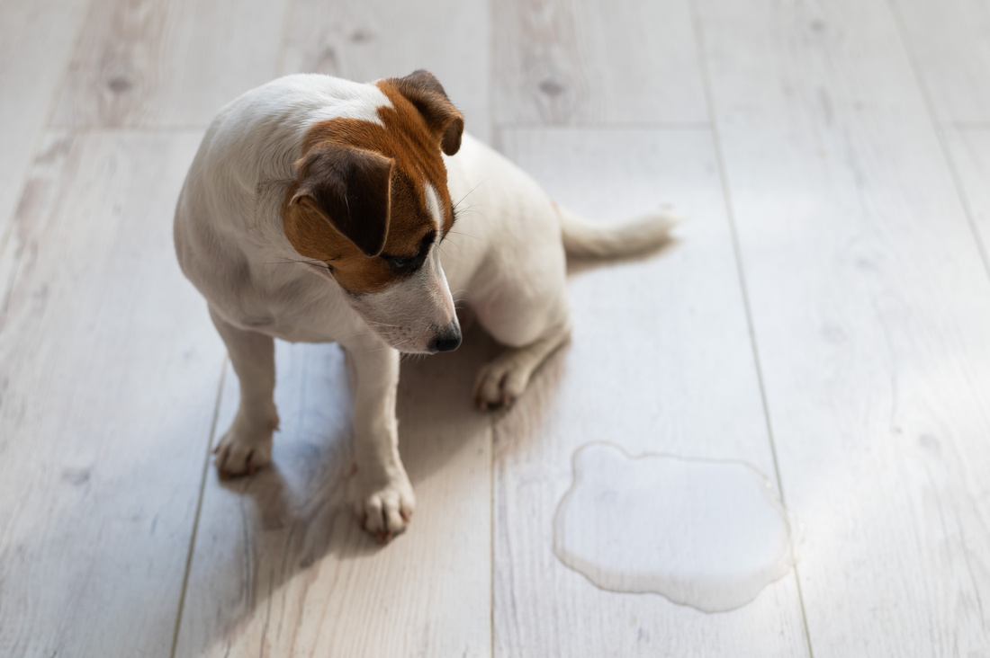 Guilty Dog Jack Russell Terrier Pissed Puddle on the Wooden Floor